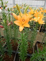 [5133 Flemington VZ No02.JPG]